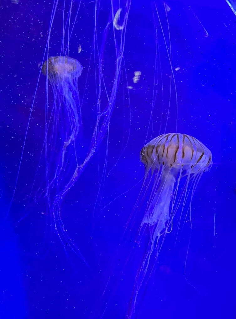 deep dive